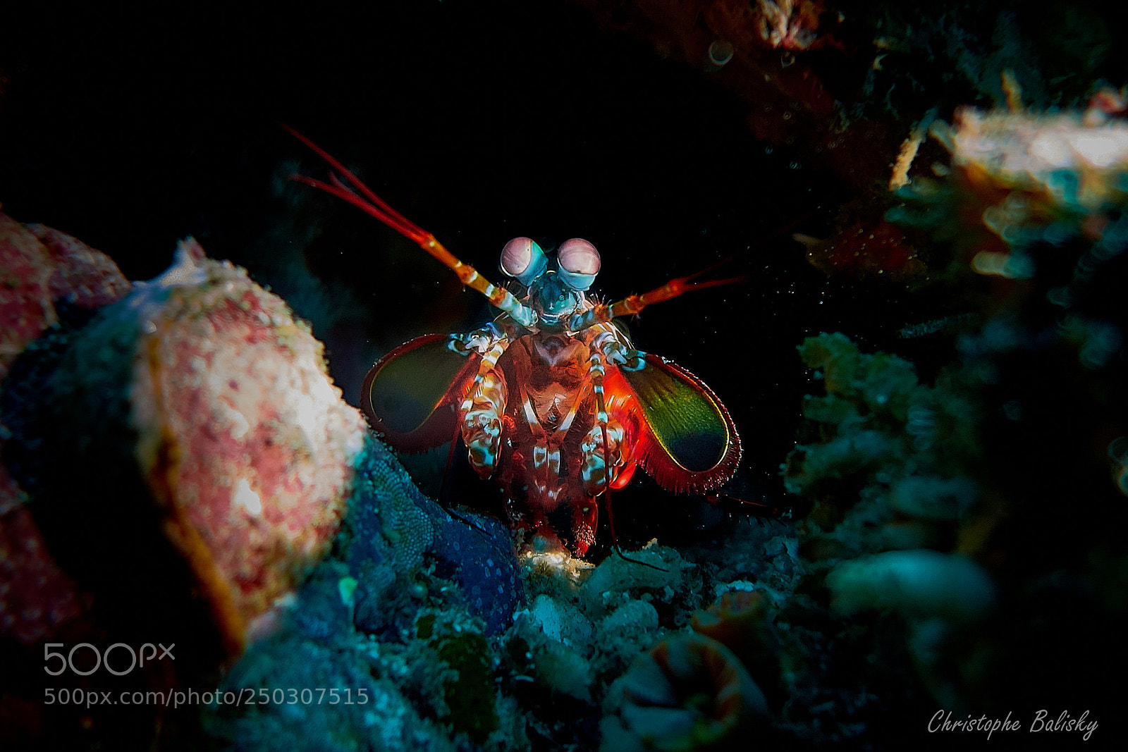 Sony Cyber-shot DSC-RX100 II sample photo. Manta shrimp photography