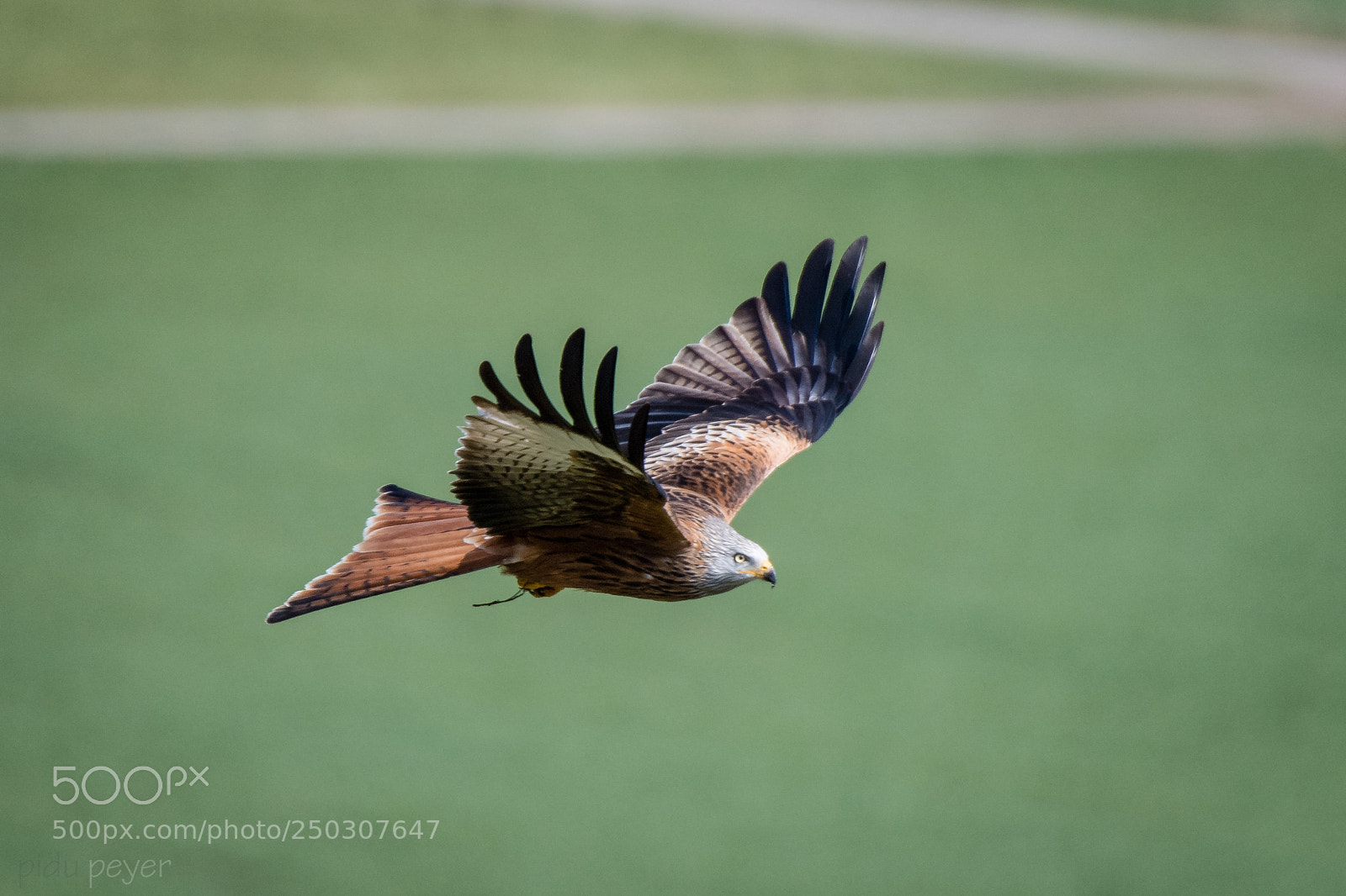 Nikon D5 sample photo. Red kite (rotmilan) photography