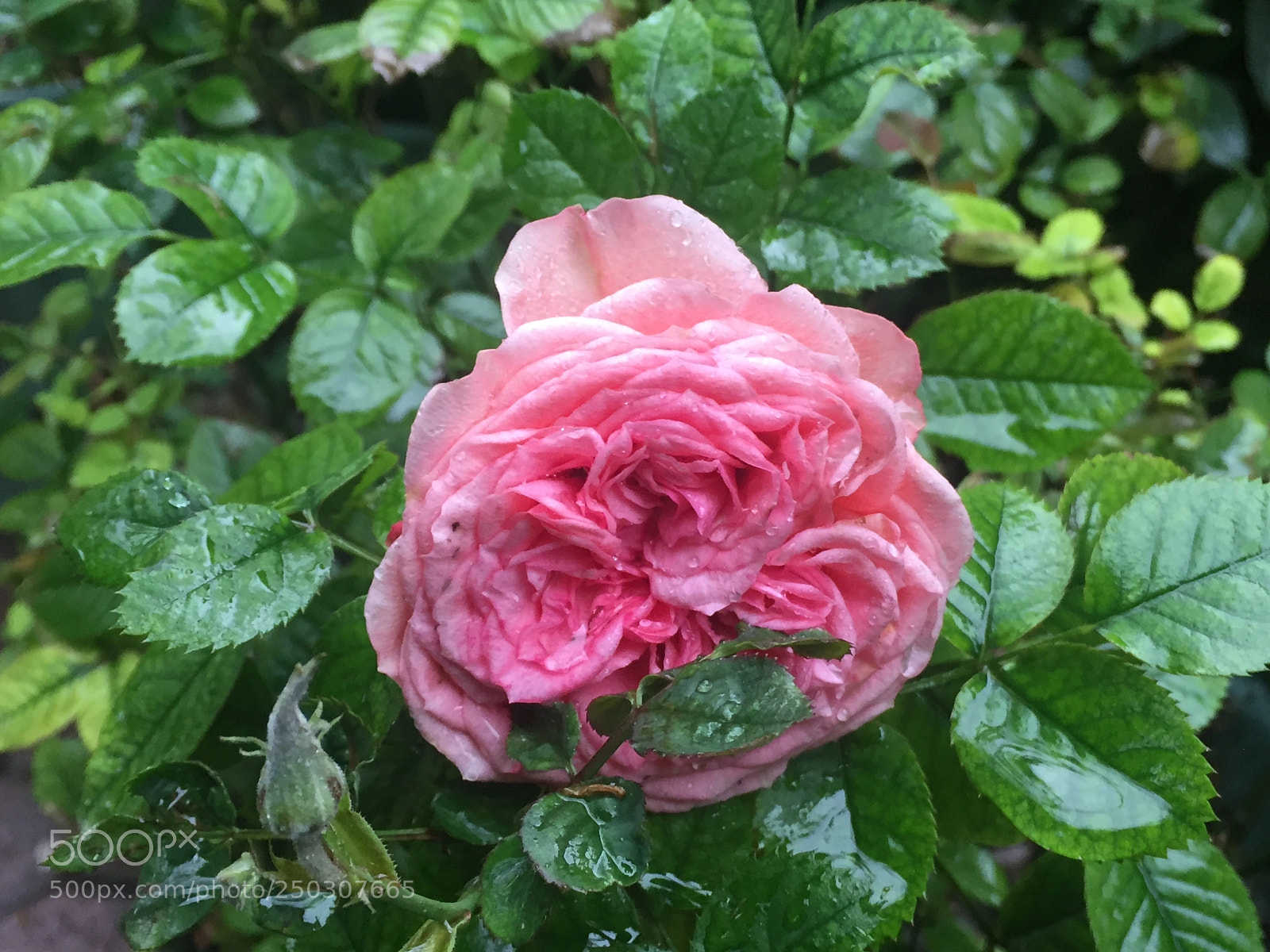 Apple iPhone 6 sample photo. First spring rose  photography