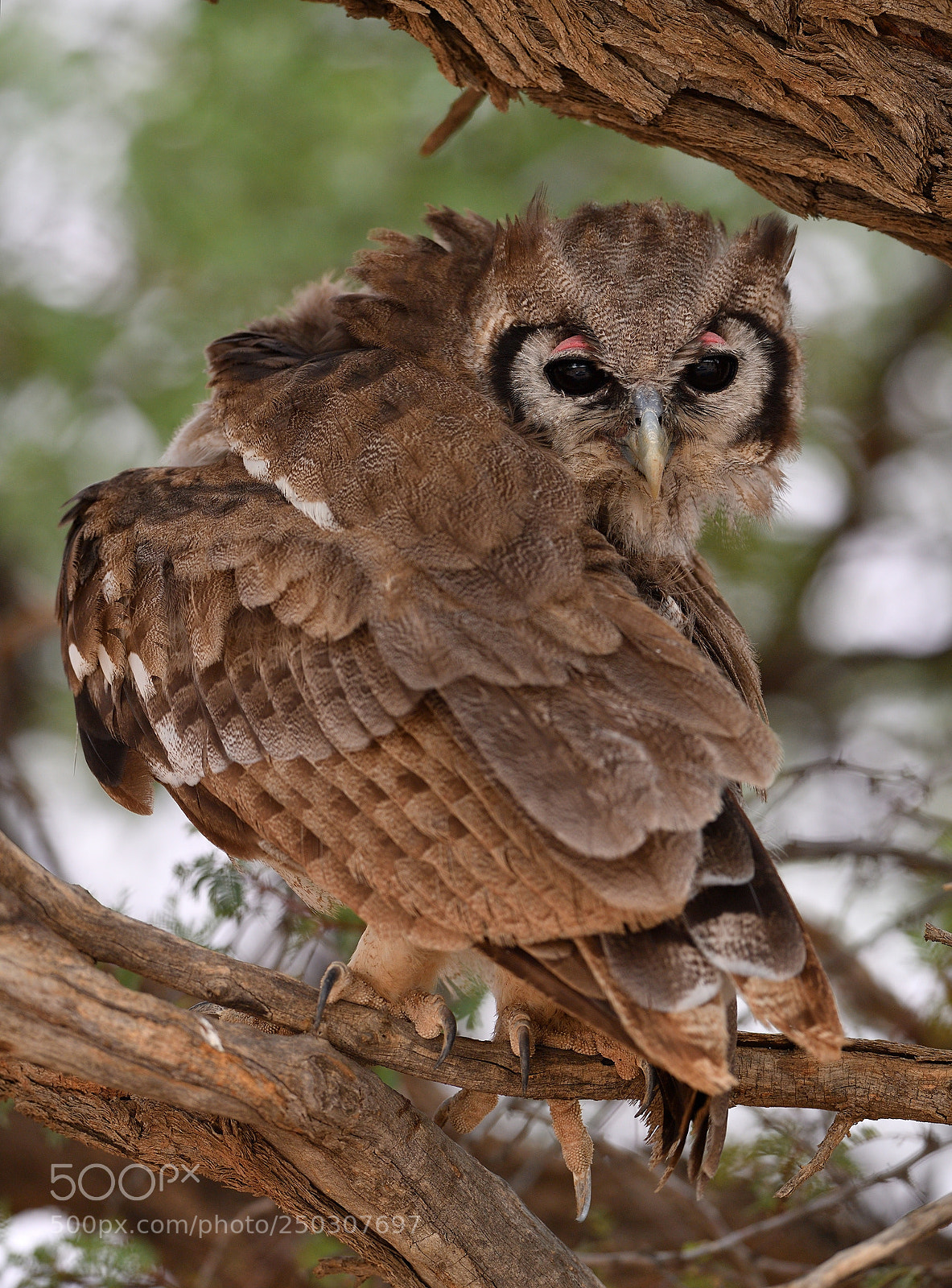 Nikon D5 sample photo. Giant eagle owl photography