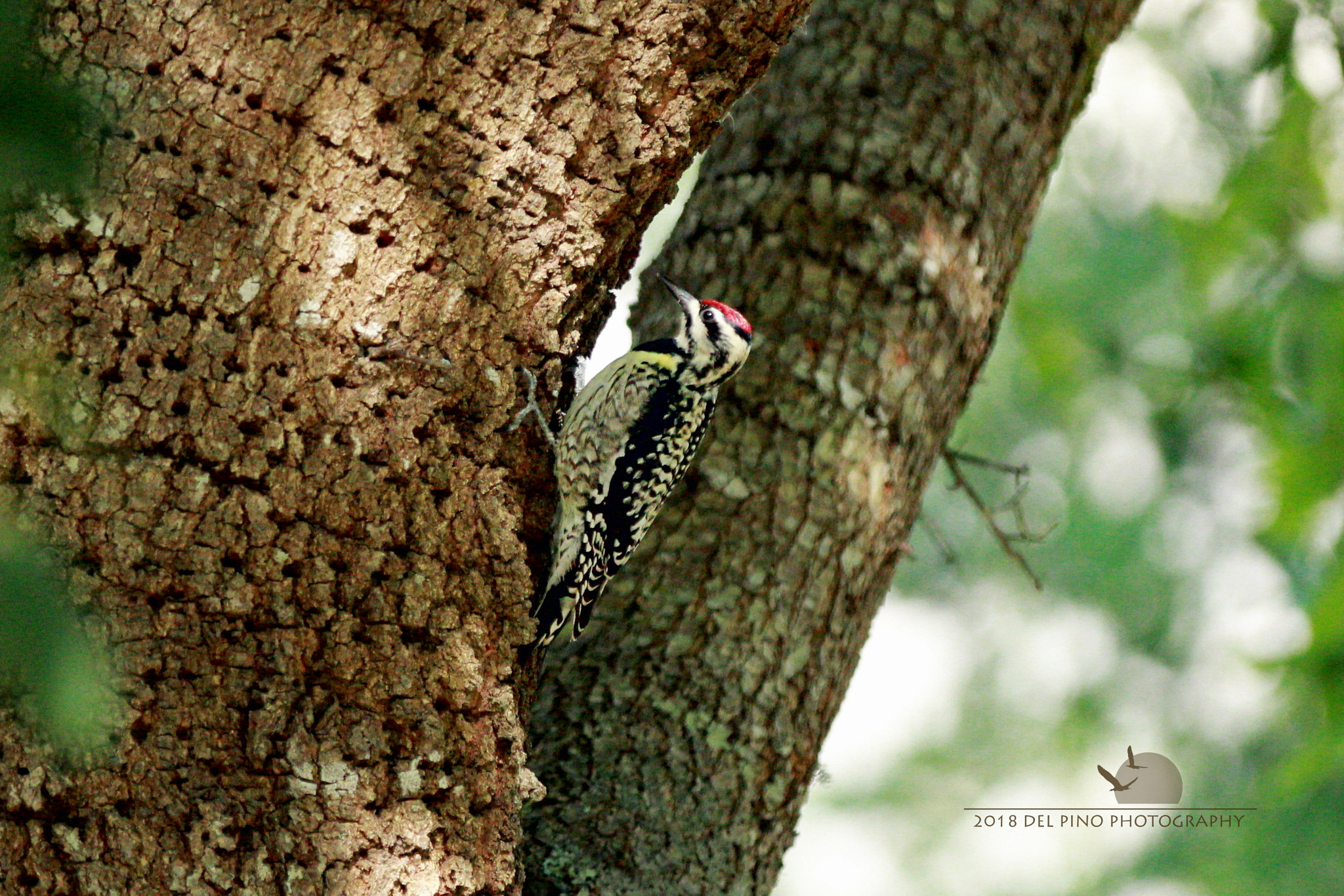 Canon EOS 1300D (EOS Rebel T6 / EOS Kiss X80) sample photo. Ladder-backed woodpecker photography