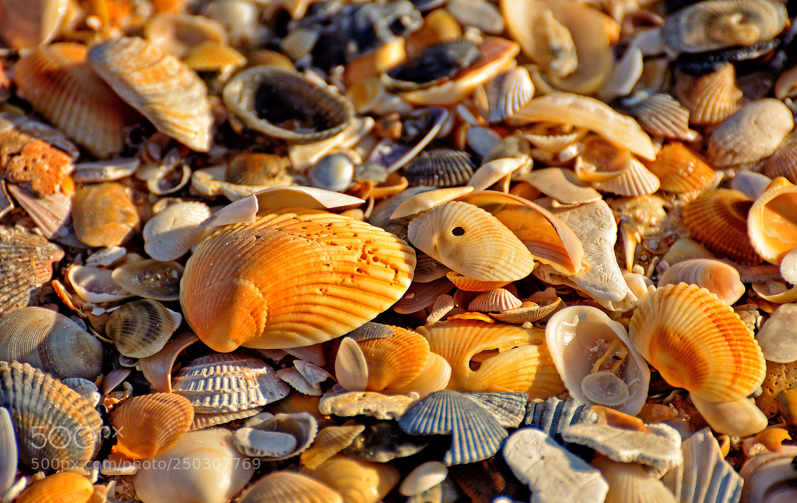 Nikon D7000 sample photo. Texture shells and more photography