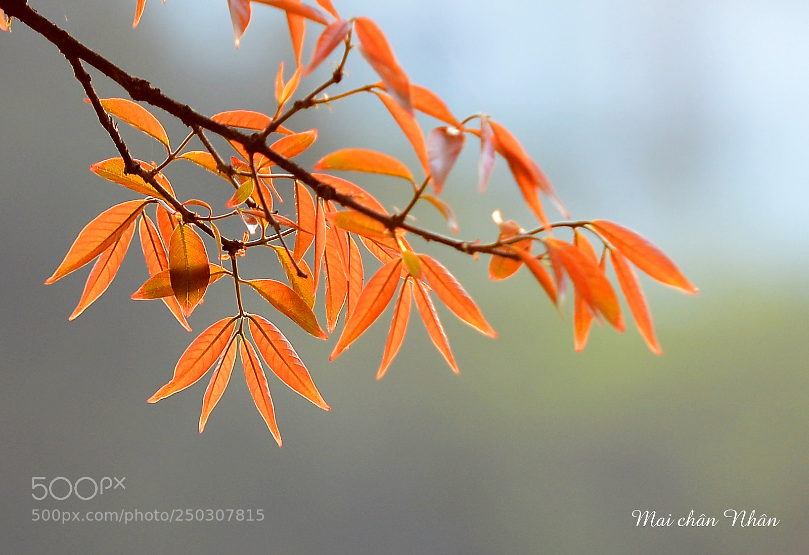 Nikon D600 sample photo. Hoa b ng l photography