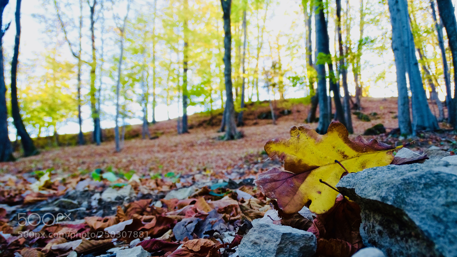 Sony Cyber-shot DSC-HX400V sample photo. Edit gone wild v photography