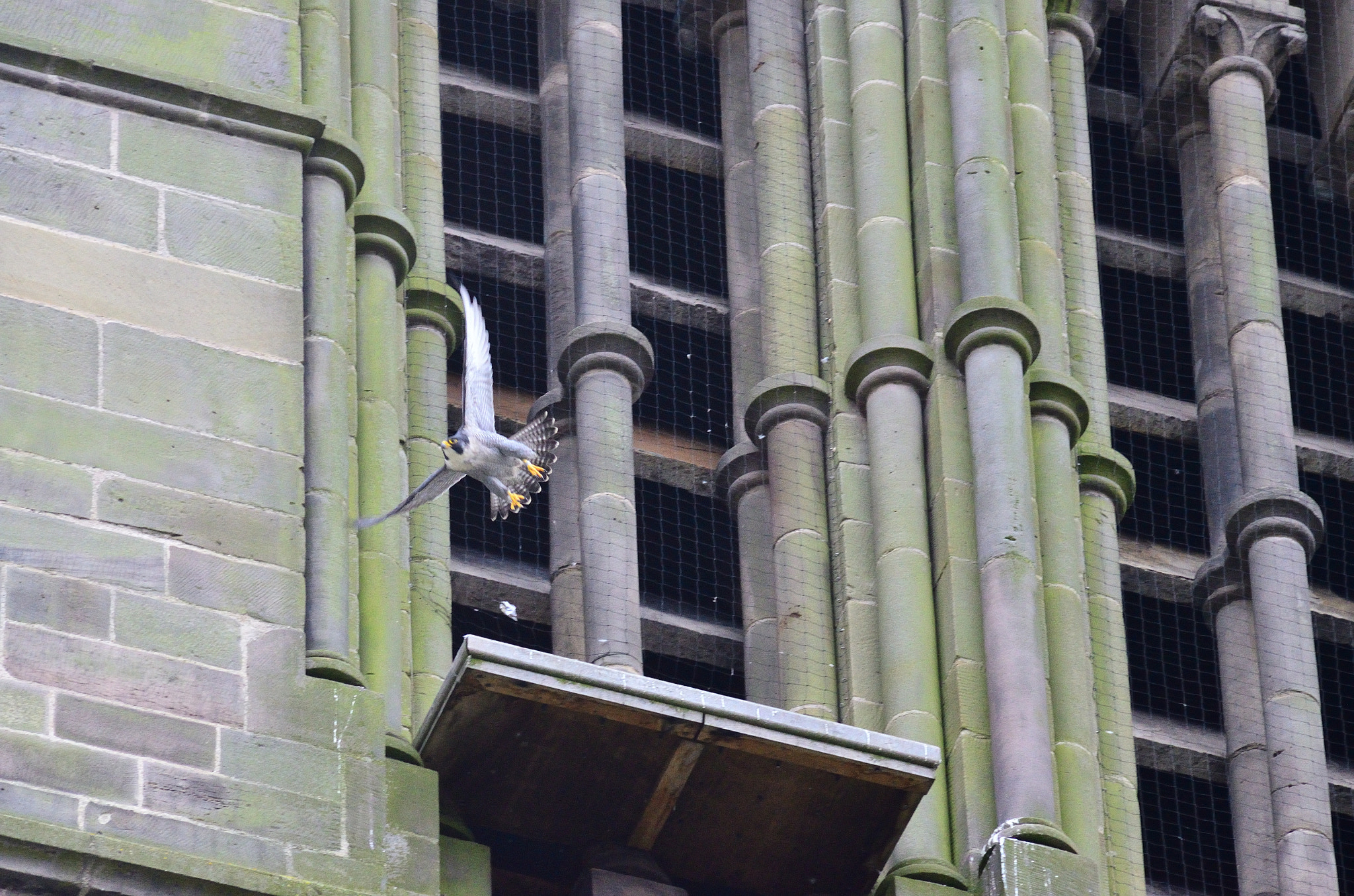 Sigma 70-300mm F4-5.6 APO DG Macro sample photo. Peregrine photography