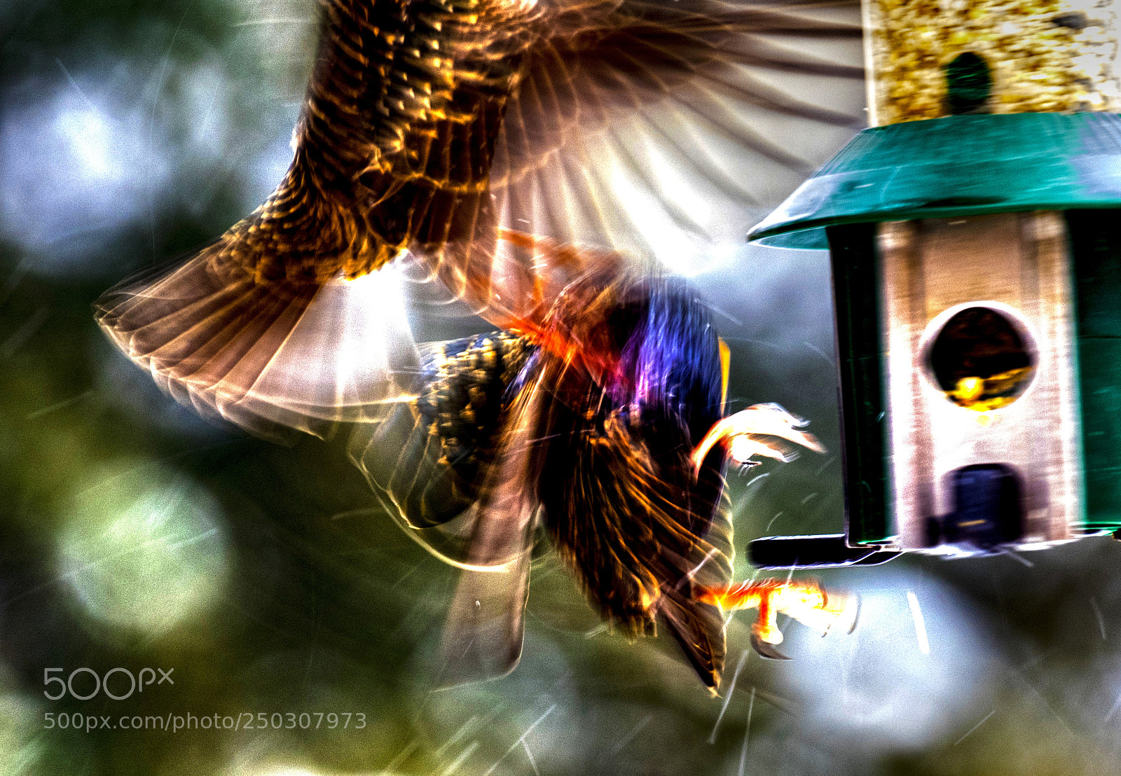 Canon EOS 7D Mark II sample photo. When birds collide at photography