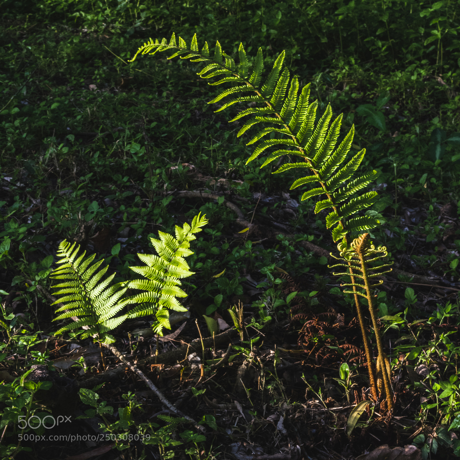 Nikon D3400 sample photo. Details in the light photography