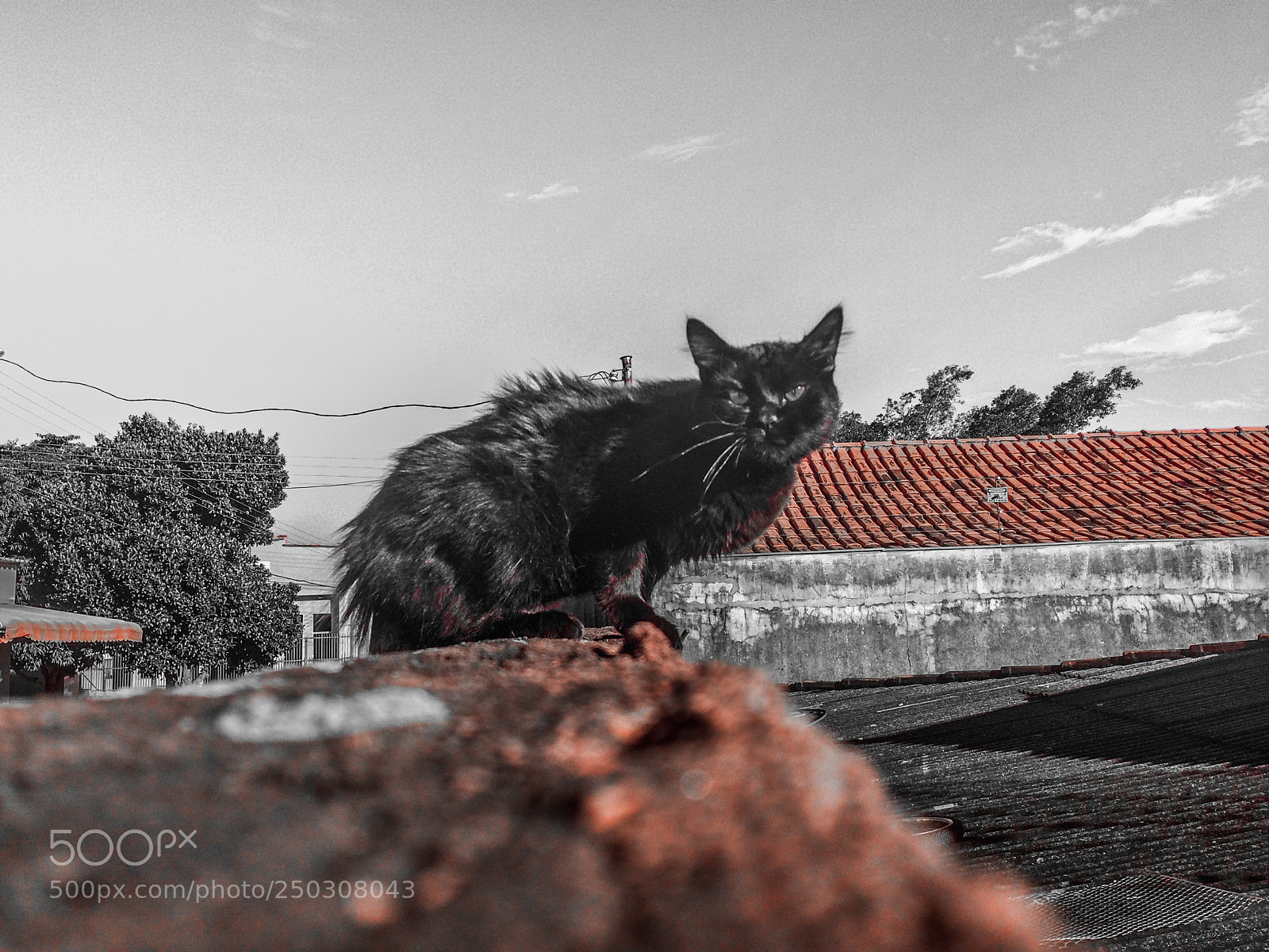 Apple iPhone 5s sample photo. Black panther photography