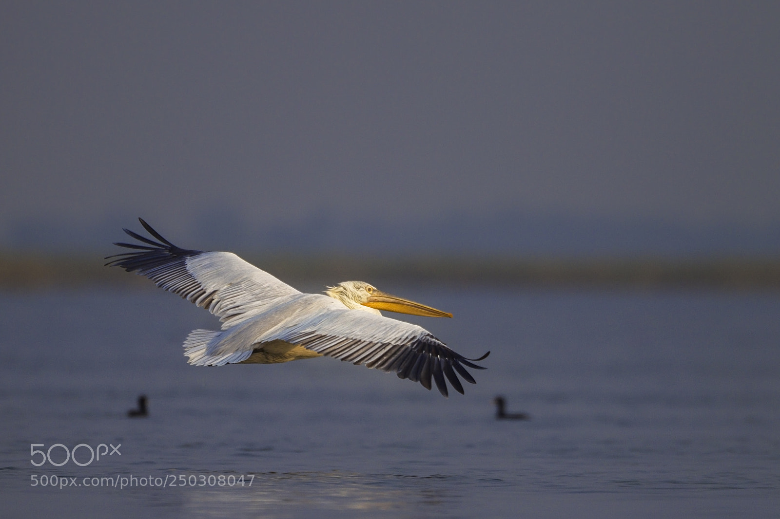 Canon EOS-1D Mark IV sample photo. The soaring pelican photography