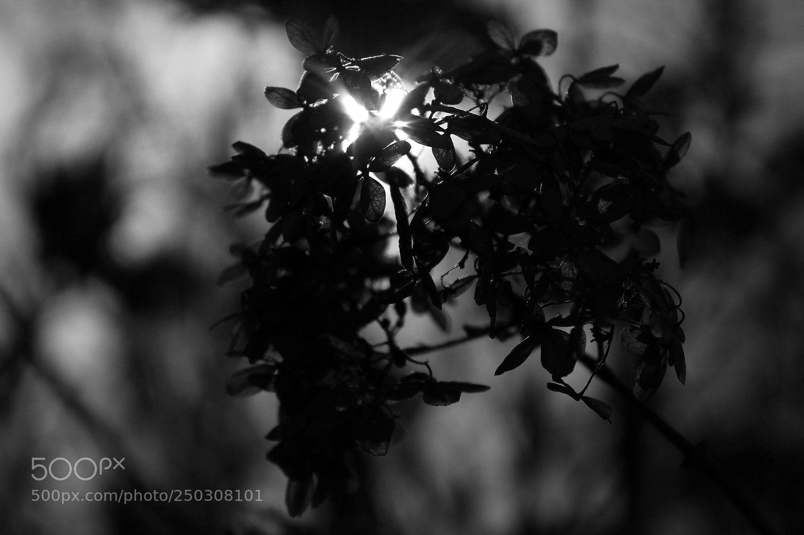 Canon EOS 1300D (EOS Rebel T6 / EOS Kiss X80) sample photo. In front of sun photography