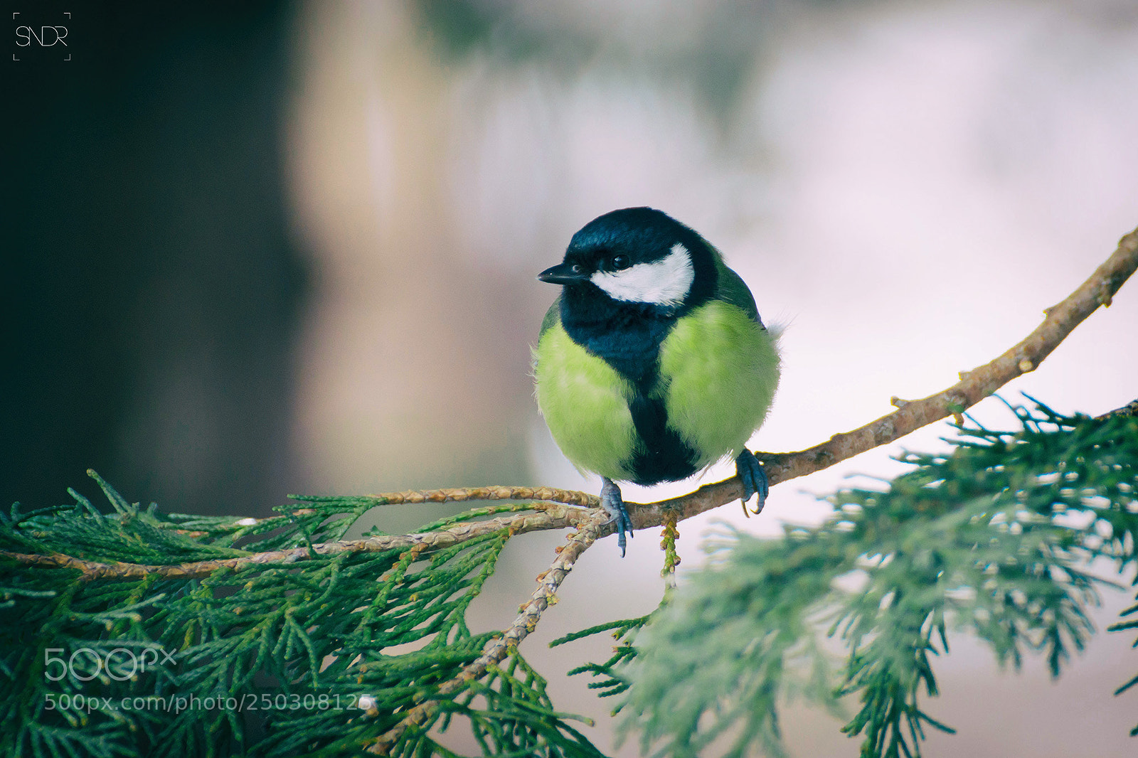 Sony SLT-A77 sample photo. Great tit photography