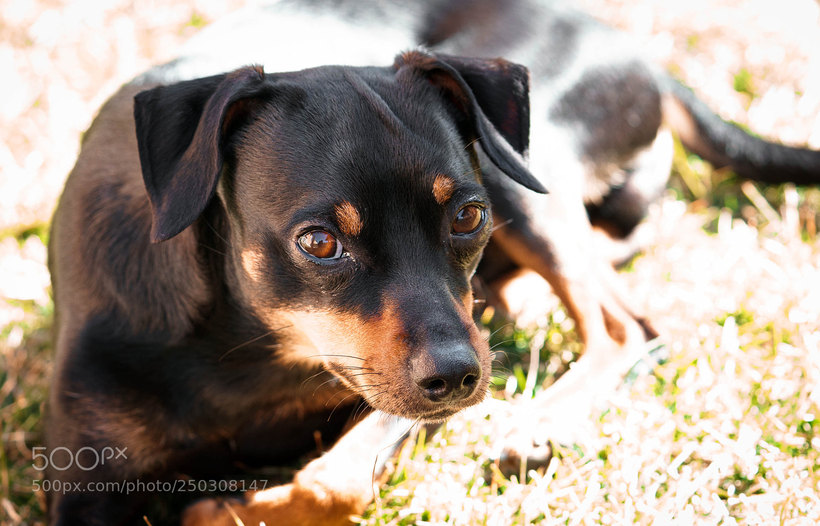 Sony a7 II sample photo. Poker al sol photography