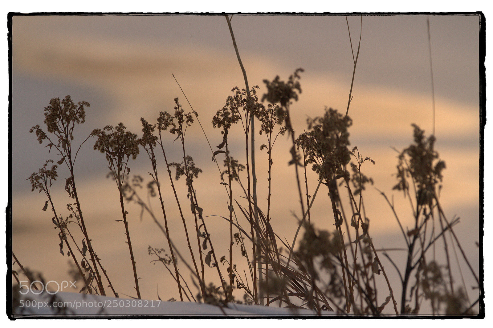 Canon EOS 7D sample photo. Dead plants at sunset. photography