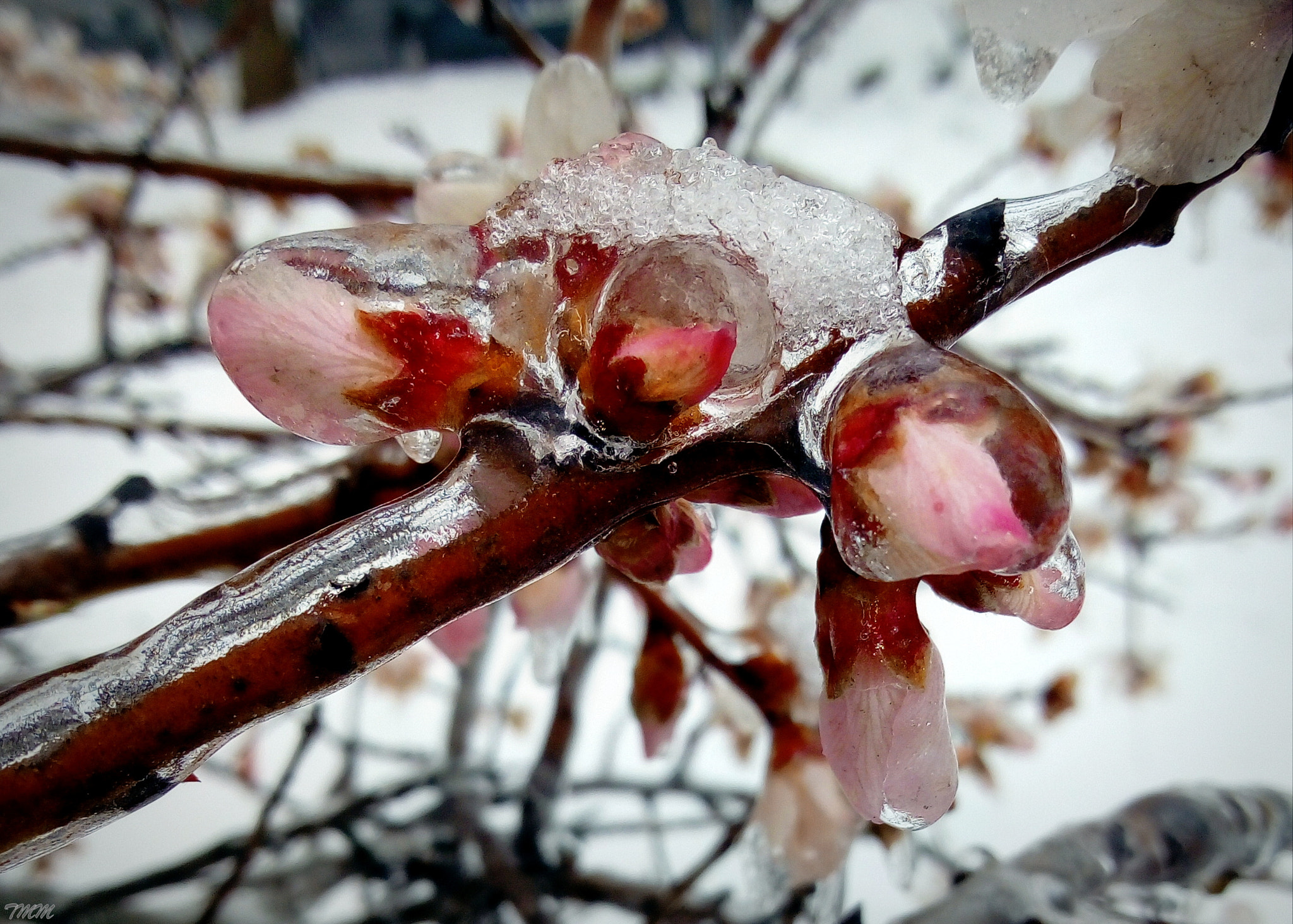 HUAWEI Y6 2017 sample photo. Frozen blossom photography