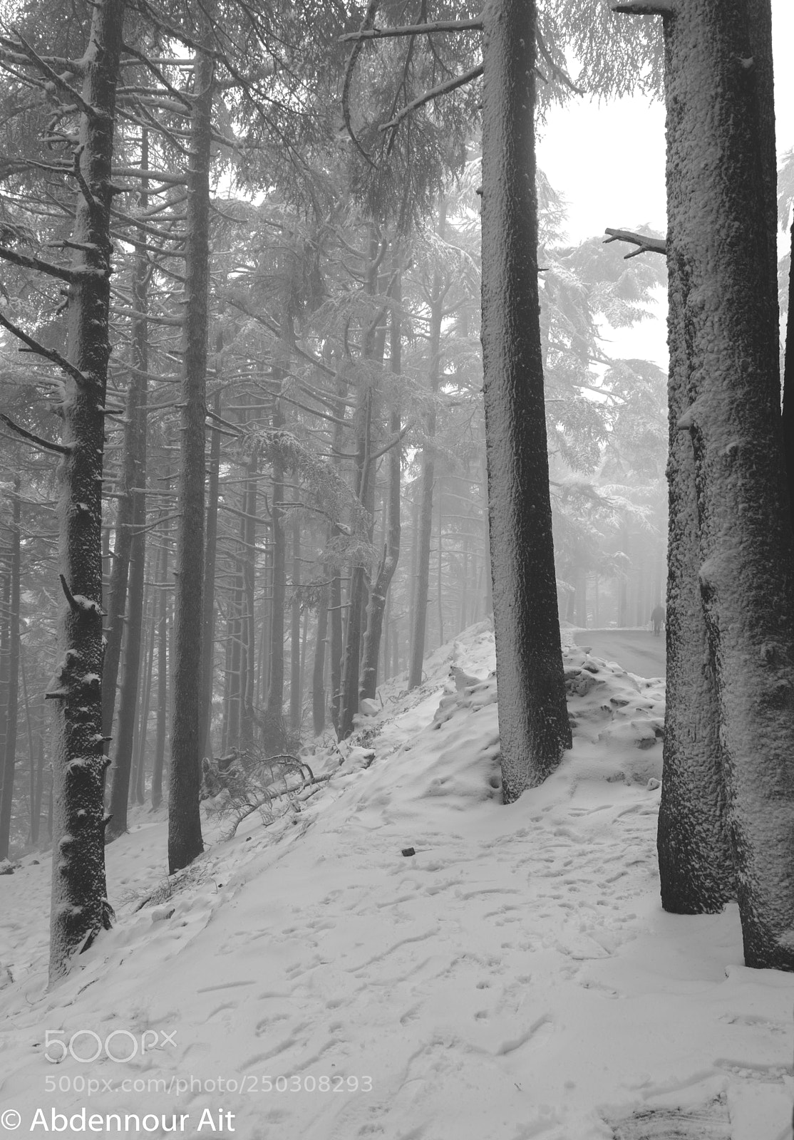 Nikon D3200 sample photo. Snow forest!! photography