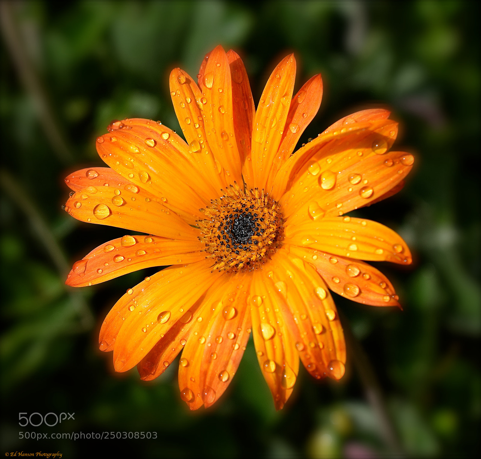Nikon D3300 sample photo. Sunny california photography