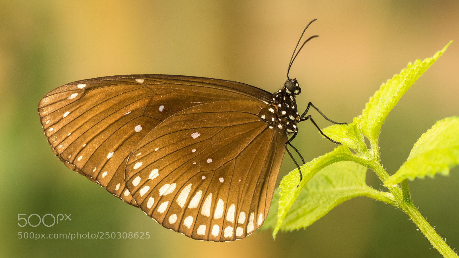 Nikon D7200 sample photo. Euploea core photography