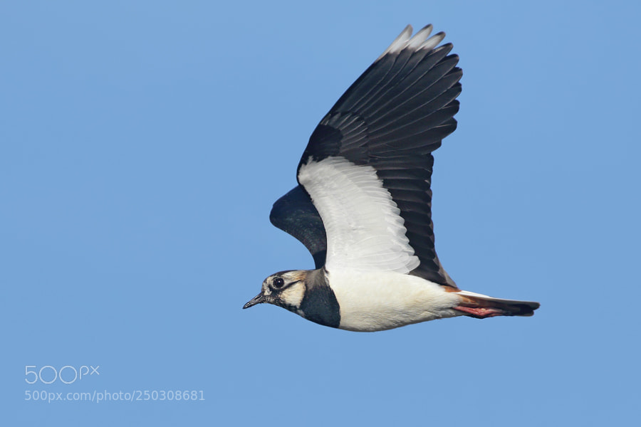Canon EOS 7D Mark II sample photo. Lapwing photography