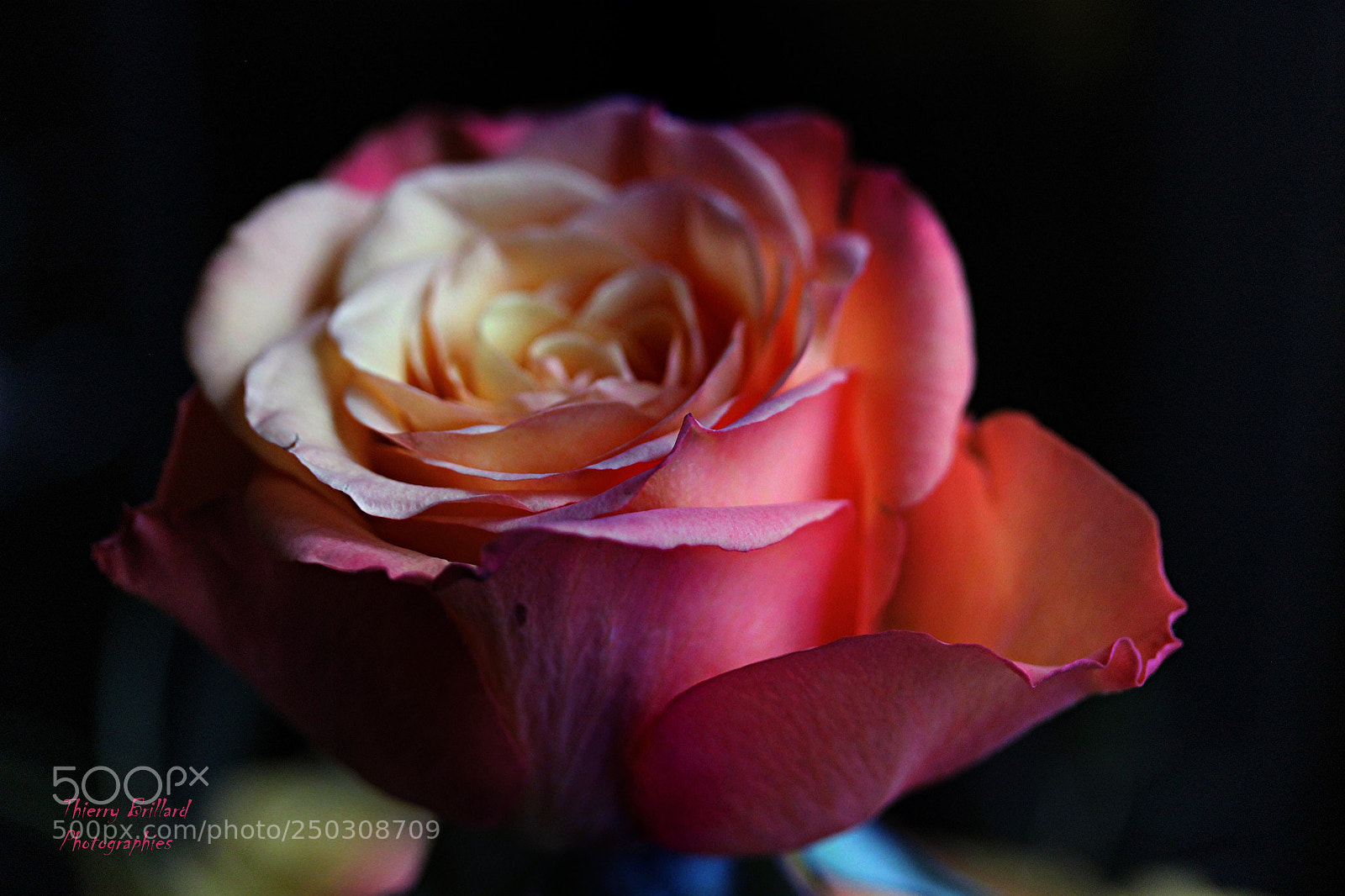 Canon EOS 600D (Rebel EOS T3i / EOS Kiss X5) sample photo. Merveilleuse rose colorée photography