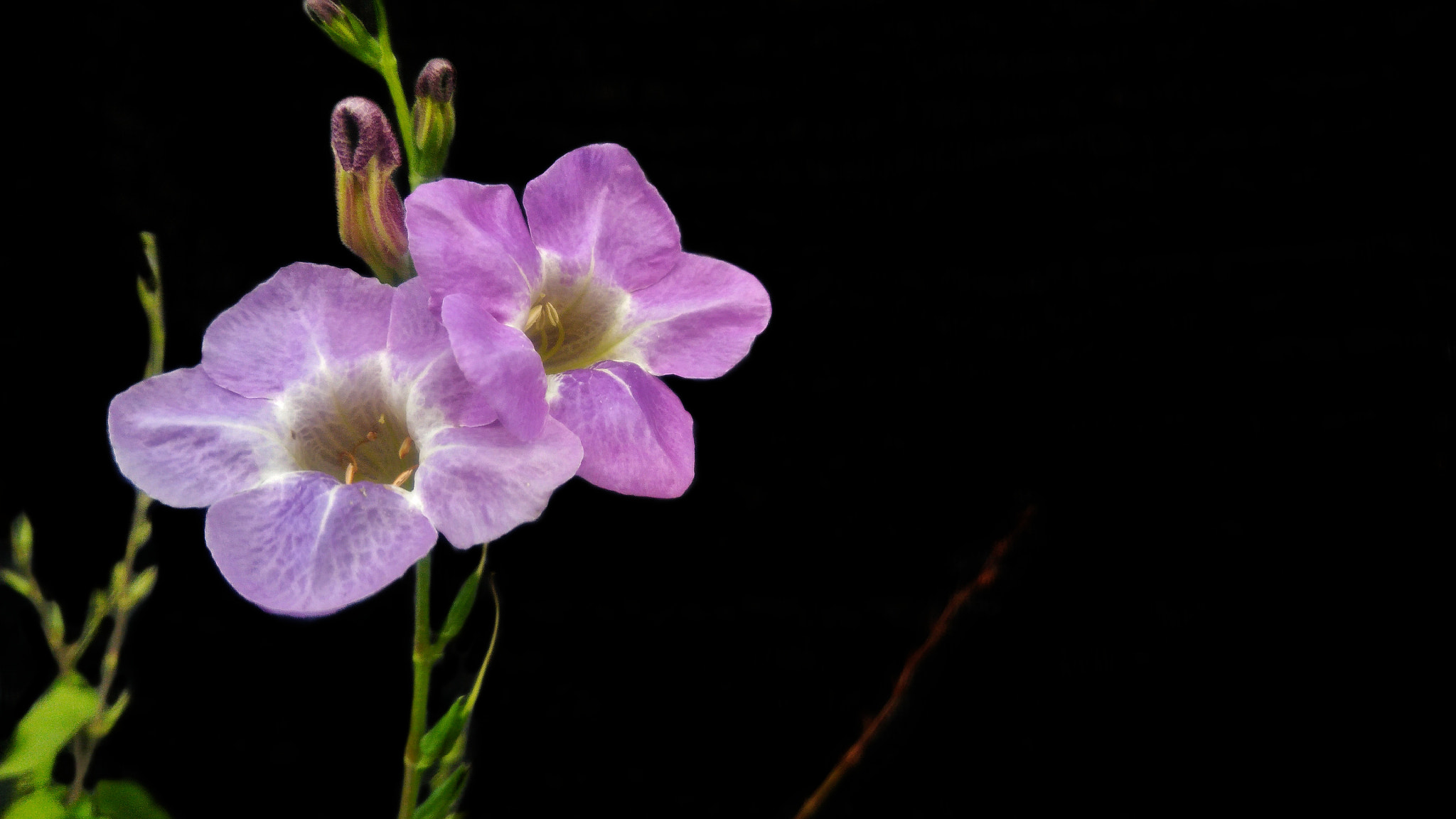 ASUS ZenFone 3 Max (ZC553KL) sample photo. Beautiful of purple flowers photography