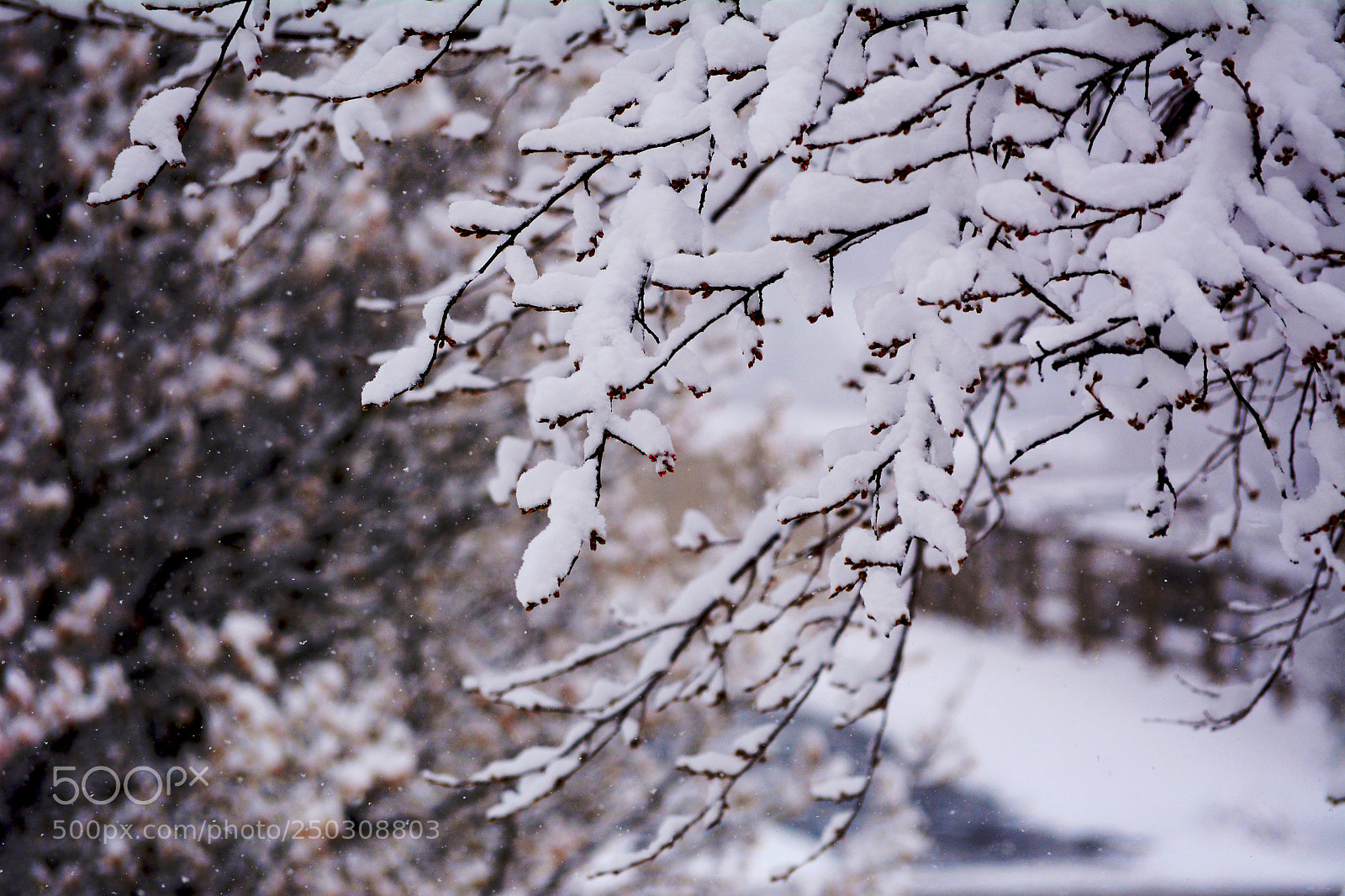 Nikon D7100 sample photo. Snow way it's spring photography