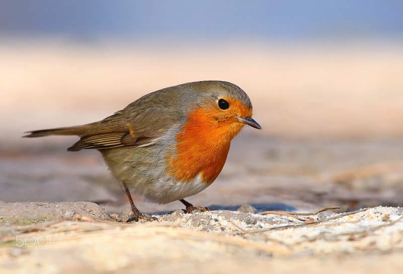 Canon EOS 80D + Canon EF 100-400mm F4.5-5.6L IS USM sample photo. Redbreast robin photography