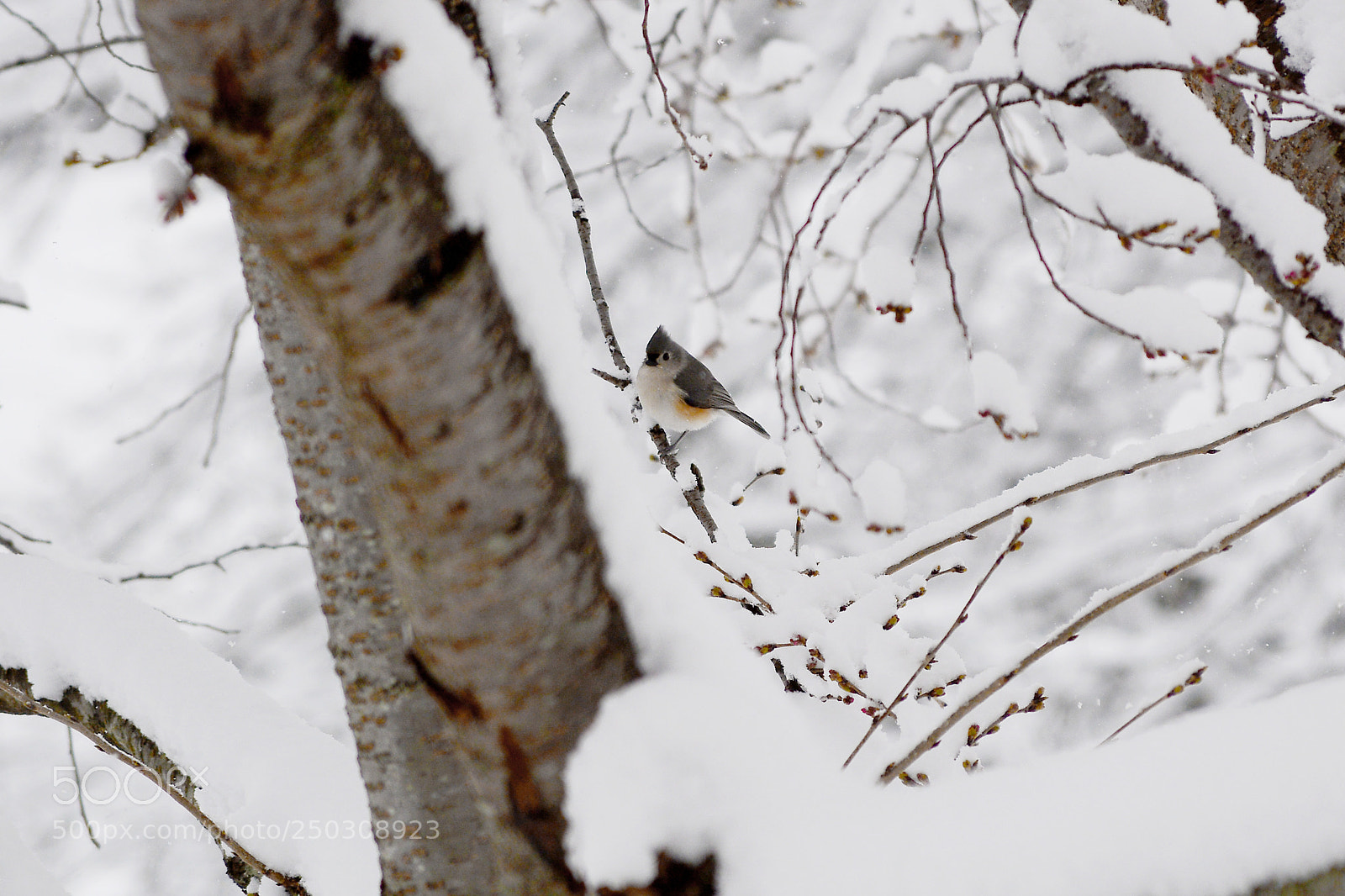 Nikon D7100 sample photo. Chub photography
