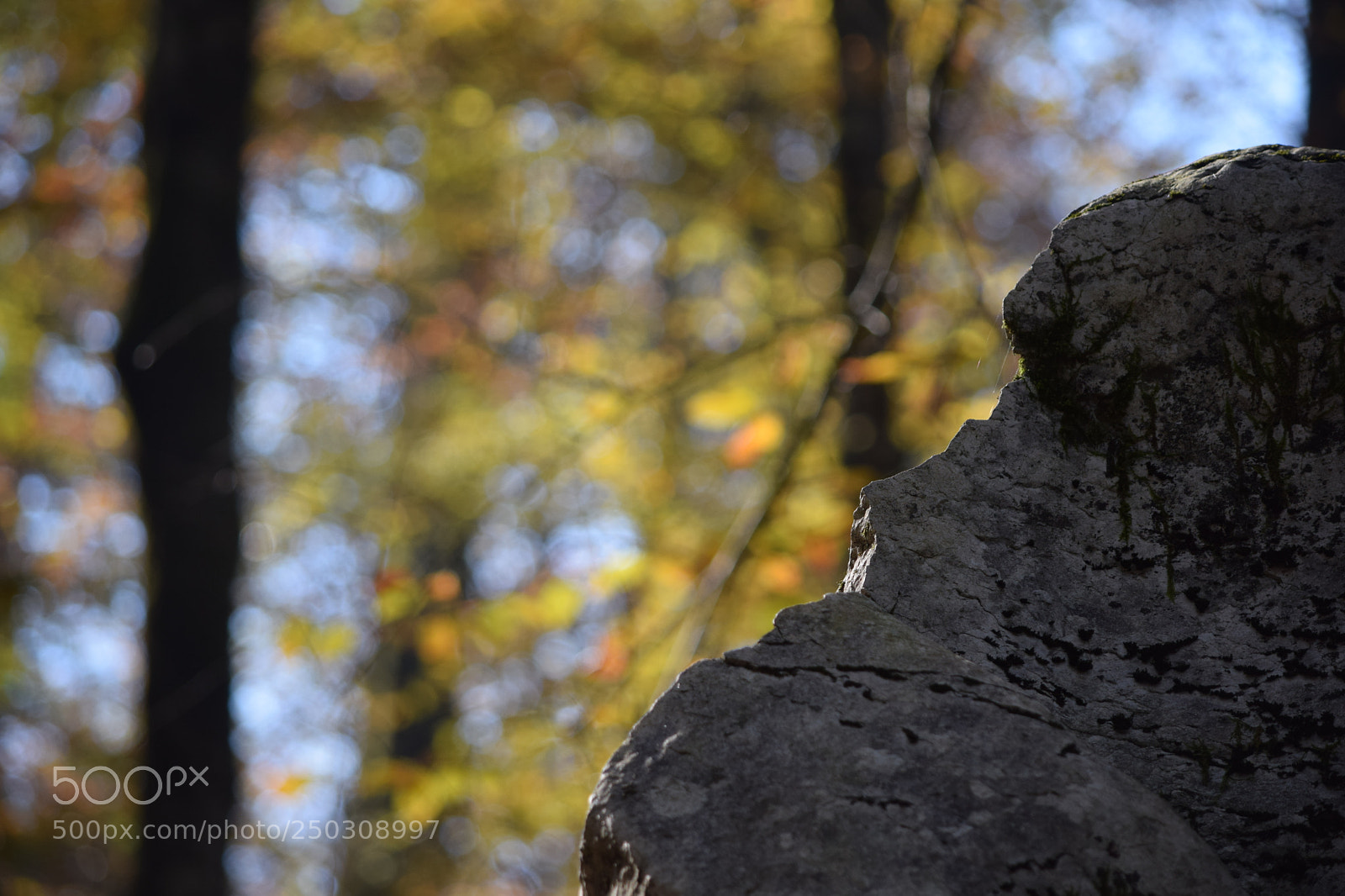 Nikon D5300 sample photo. Fall in jungle photography