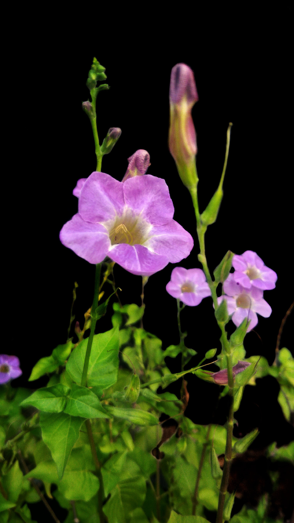 ASUS ZenFone 3 Max (ZC553KL) sample photo. Beautiful of purple flowers photography