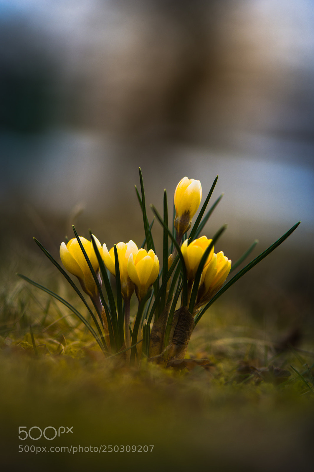 Nikon D7100 sample photo. Krokus photography