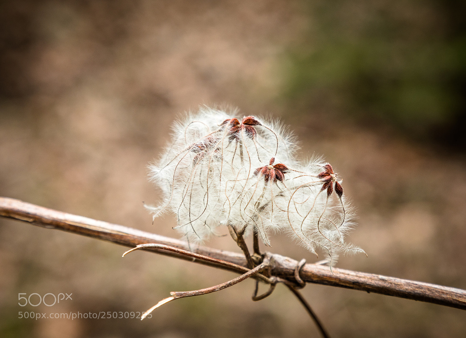 Canon EOS 5D Mark IV sample photo. Untitled photography