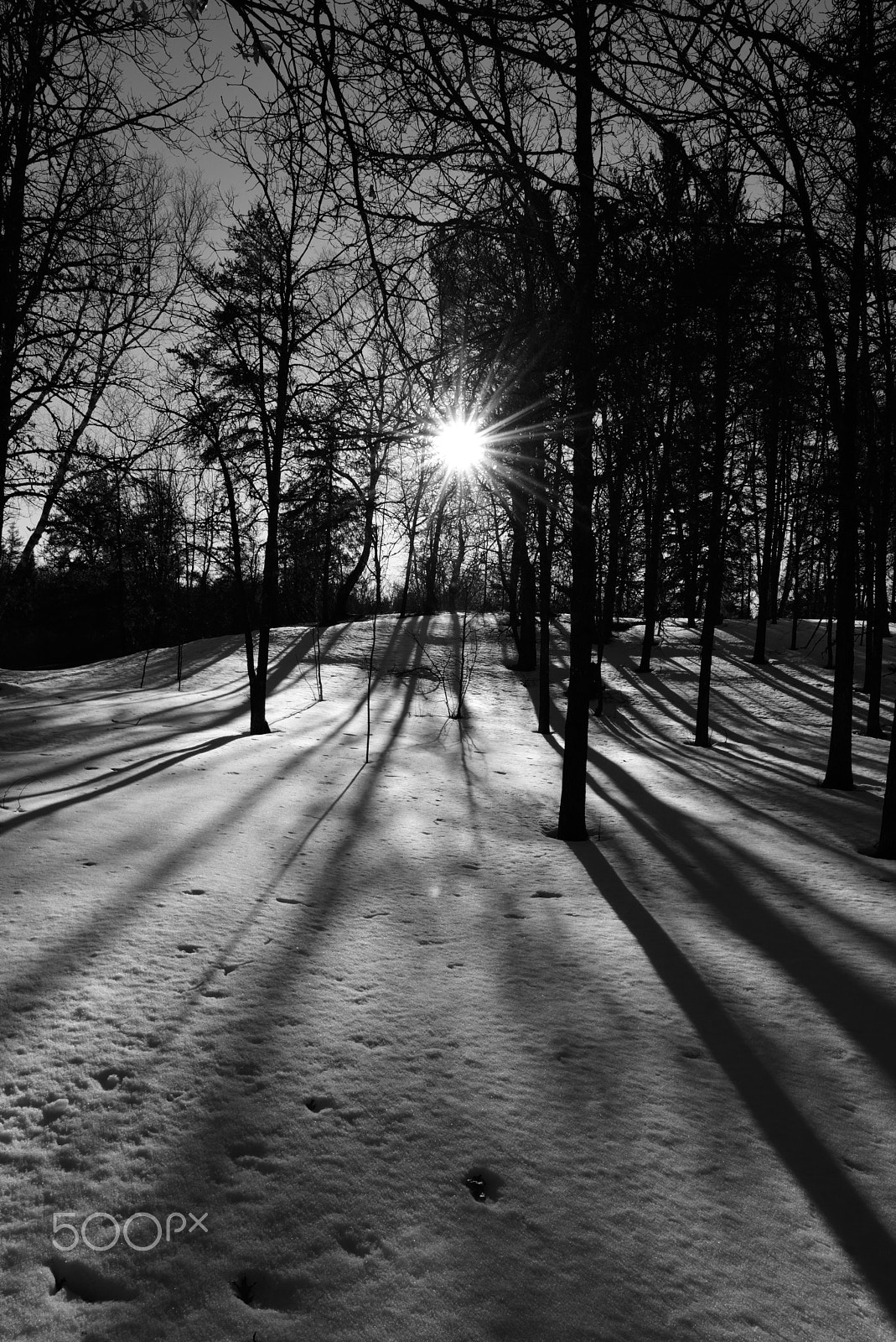 Nikon AF-S Nikkor 24-70mm F2.8G ED sample photo. Willow river minnesota woods photography