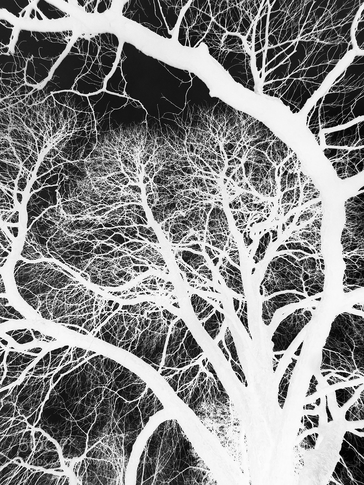 Nikon Coolpix B500 sample photo. Negative fractal photography