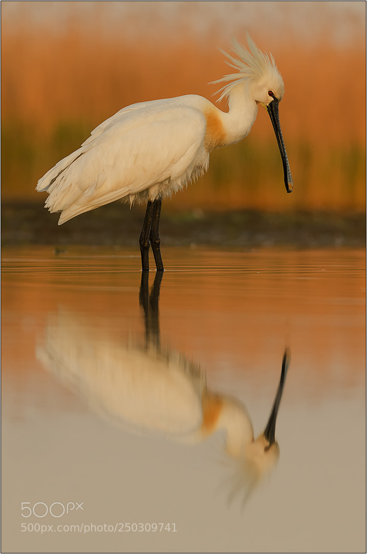 Nikon D7000 sample photo. Look in the mirror! photography