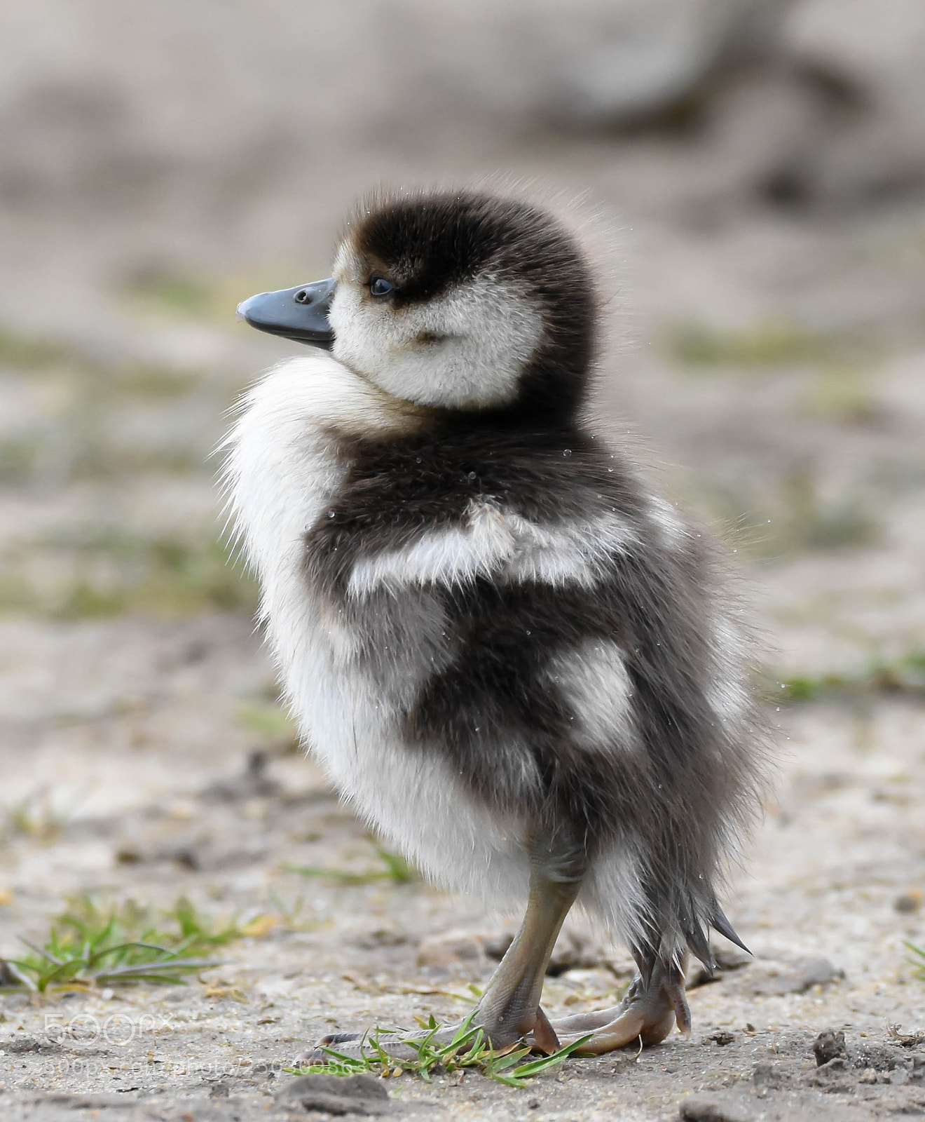 Nikon D7200 sample photo. Egyptian gosling photography