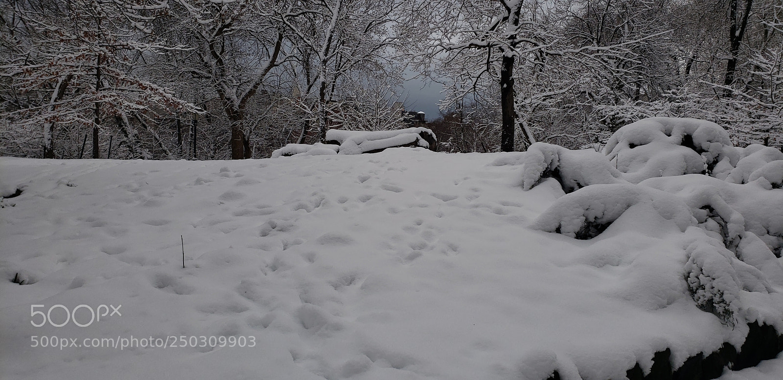 Samsung Galaxy S9 sample photo. Winter photography