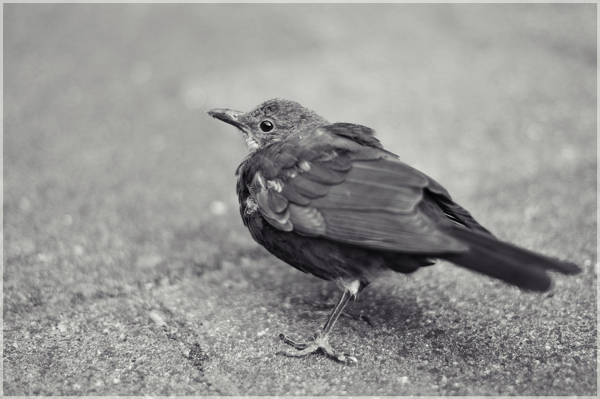 Nikon D3100 + Nikon AF-S Nikkor 50mm F1.4G sample photo. Bird photography