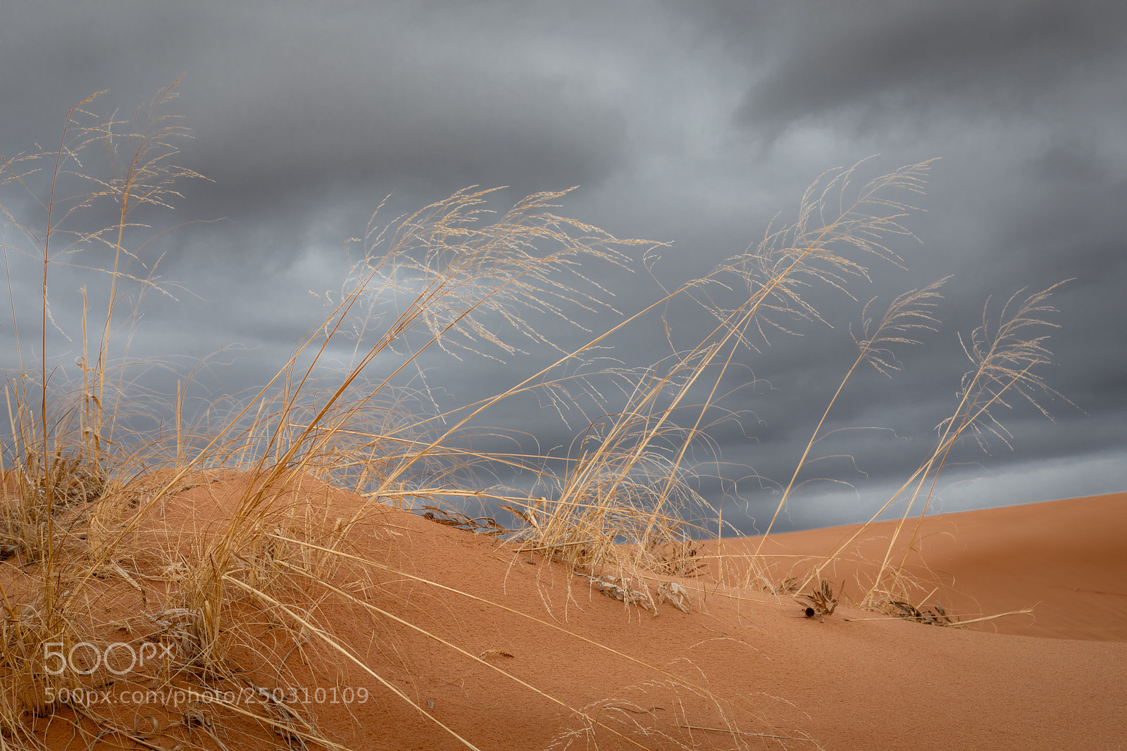 Canon EOS 5D Mark IV sample photo. Dune grasses photography