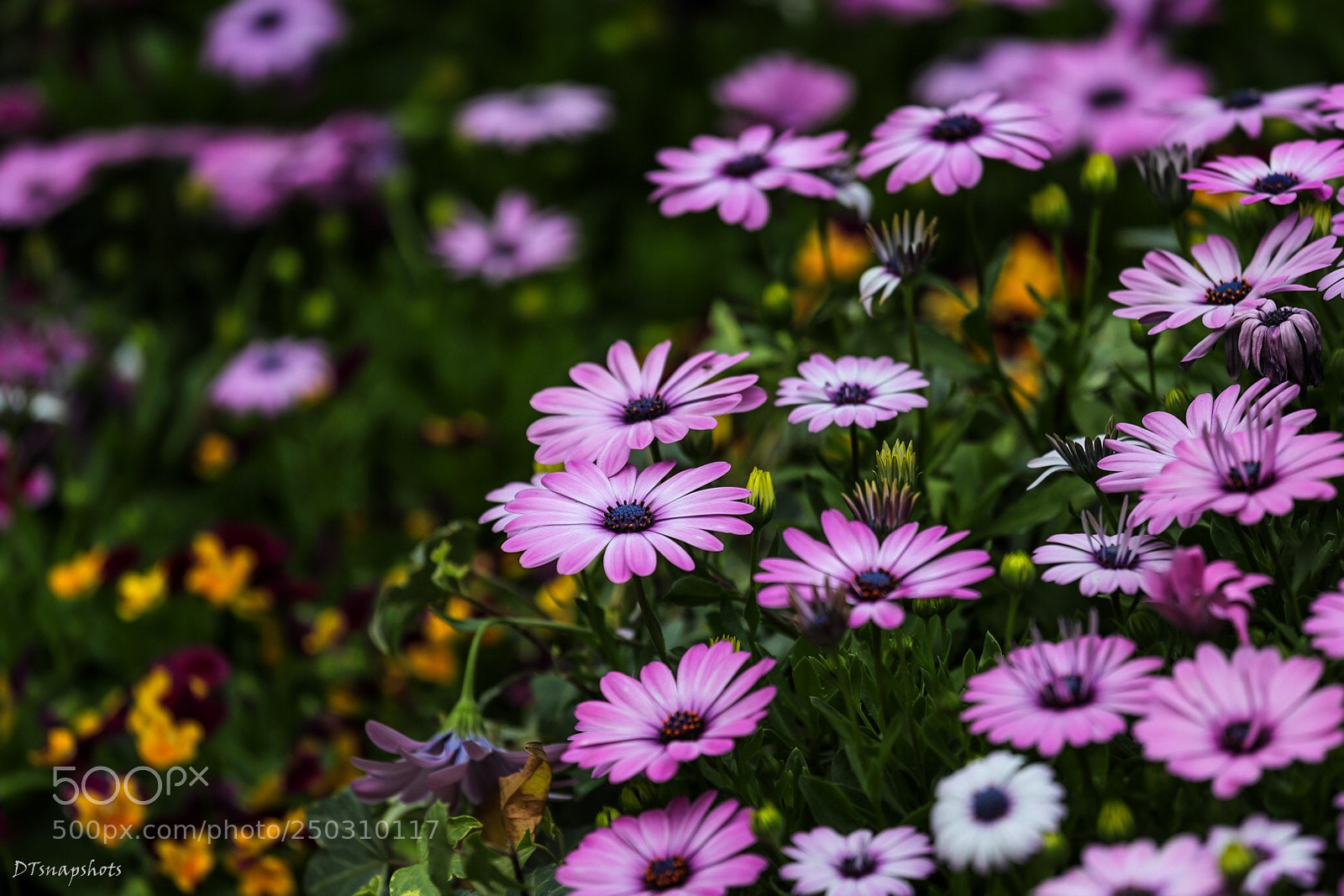 Canon EOS-1D X Mark II sample photo. Hk flower show 2 photography