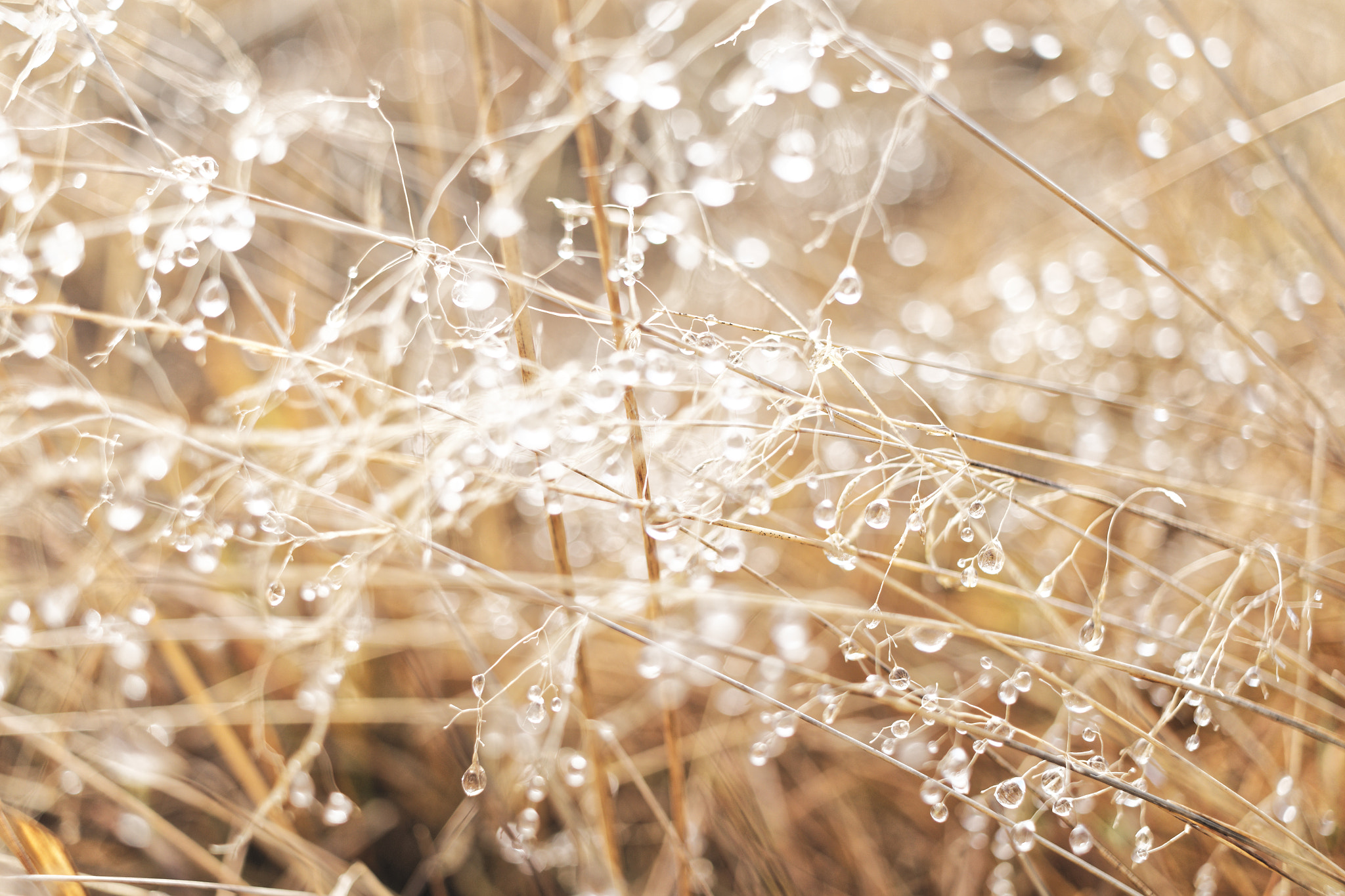 Canon EF-S 24mm F2.8 STM sample photo. Sun droplets photography