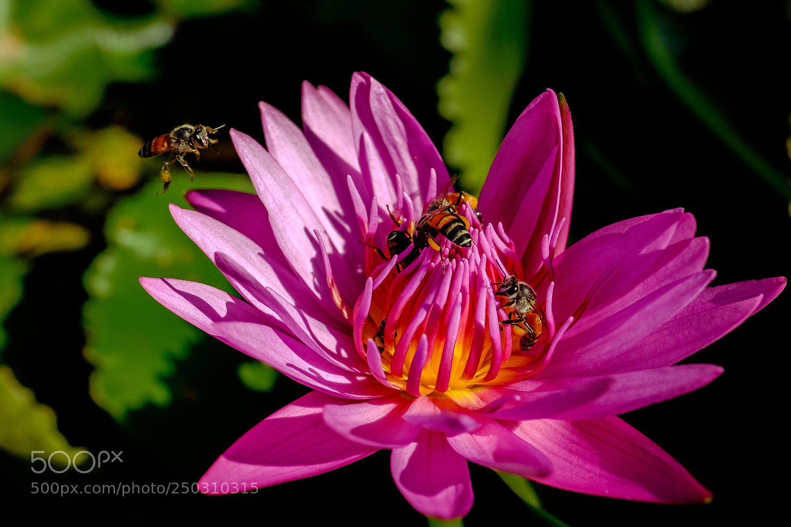 Fujifilm X-E2 sample photo. Honey bees photography