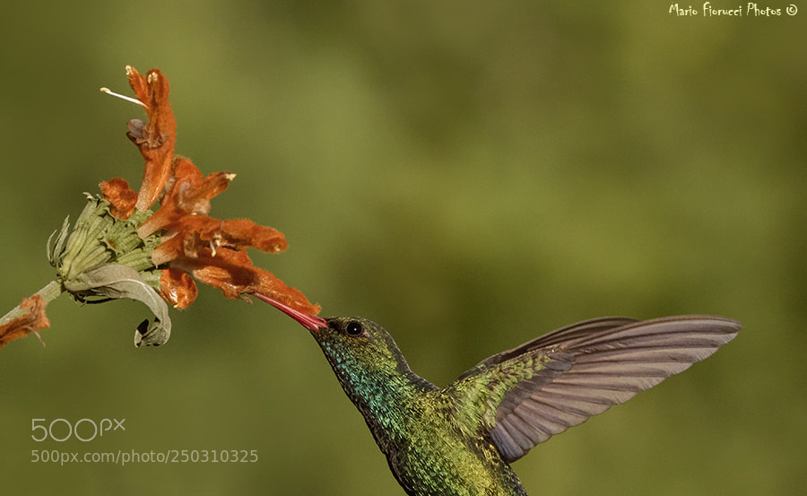 Canon EOS 7D Mark II sample photo. Simple photography
