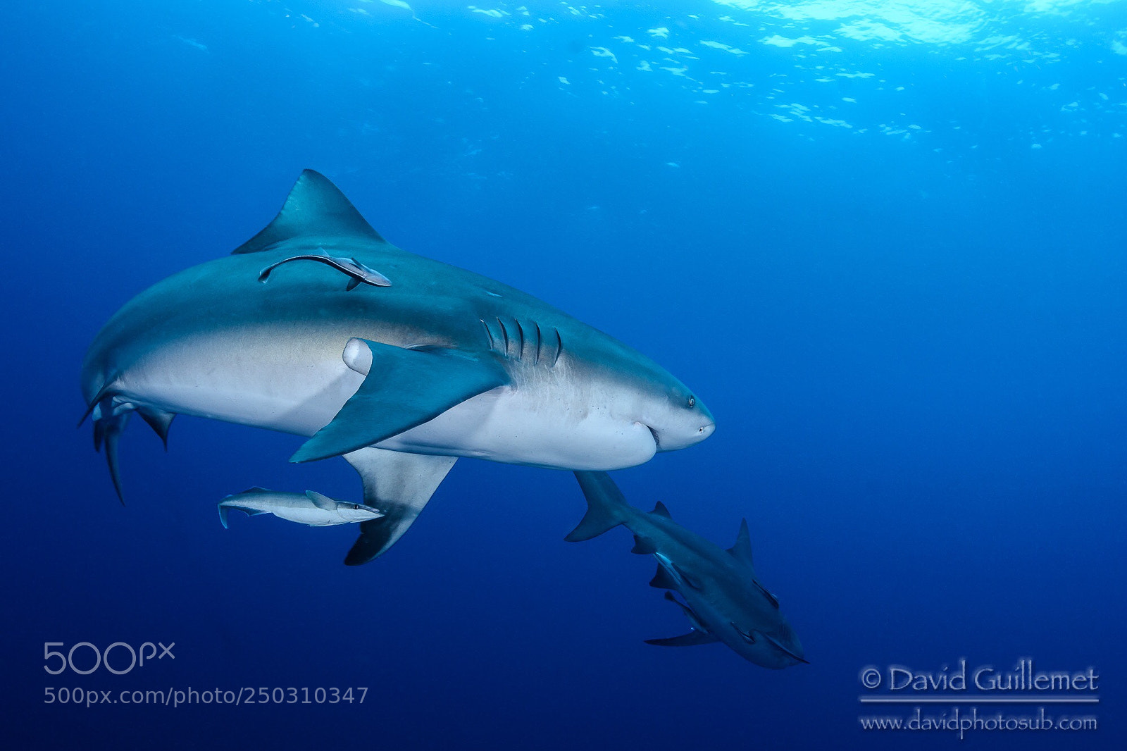 Nikon D7100 sample photo. Bull shark photography