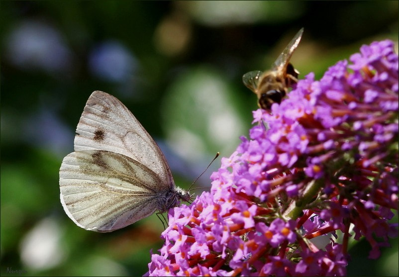 Sigma 105mm F2.8 EX DG Macro sample photo. Sharing is good photography