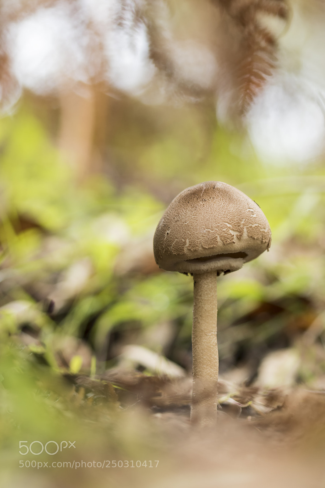Canon EOS 7D Mark II sample photo. 20180107 doñana - 020 photography