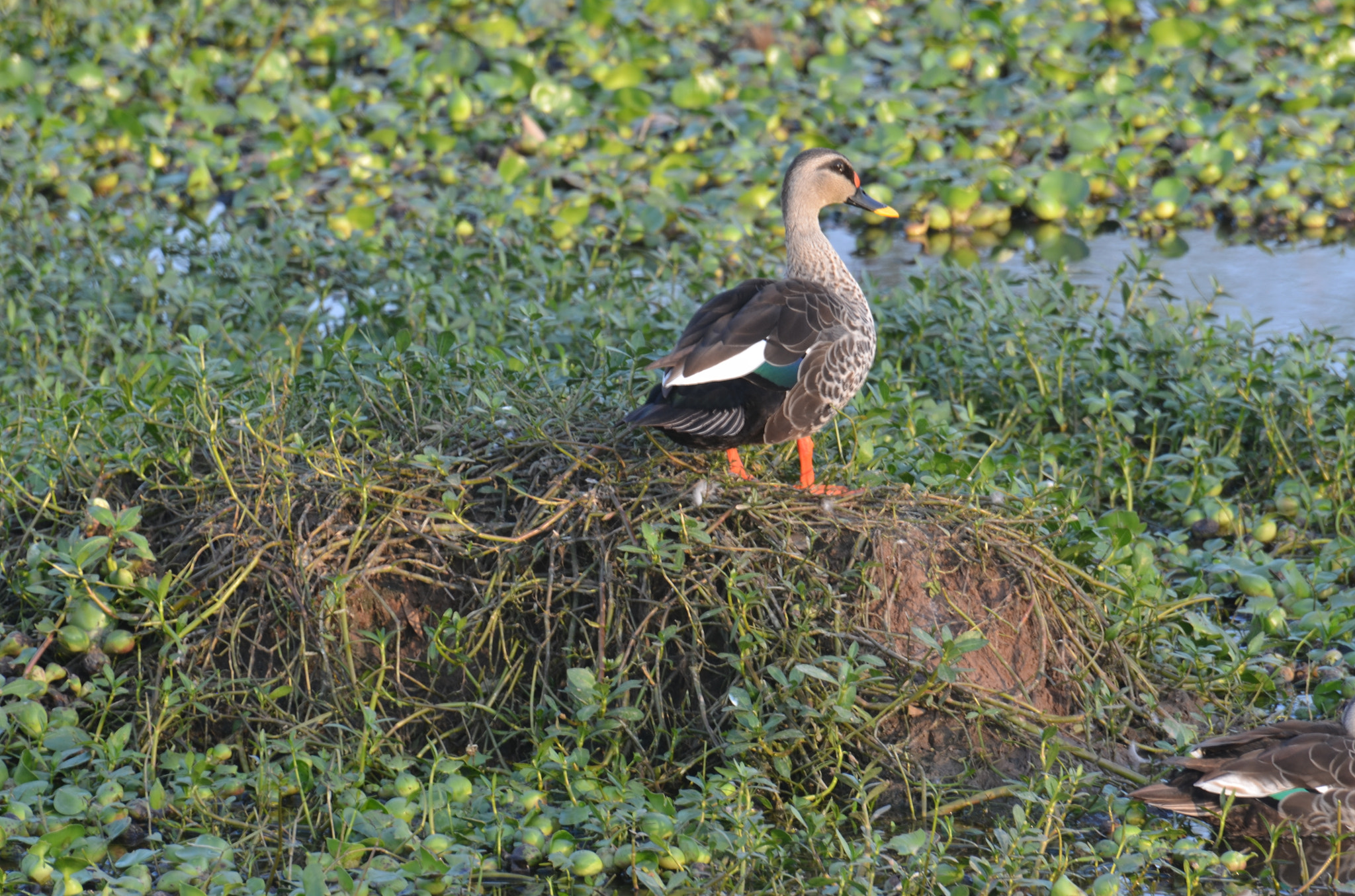 Nikon D5100 sample photo. Dsc indian spot billed duck photography