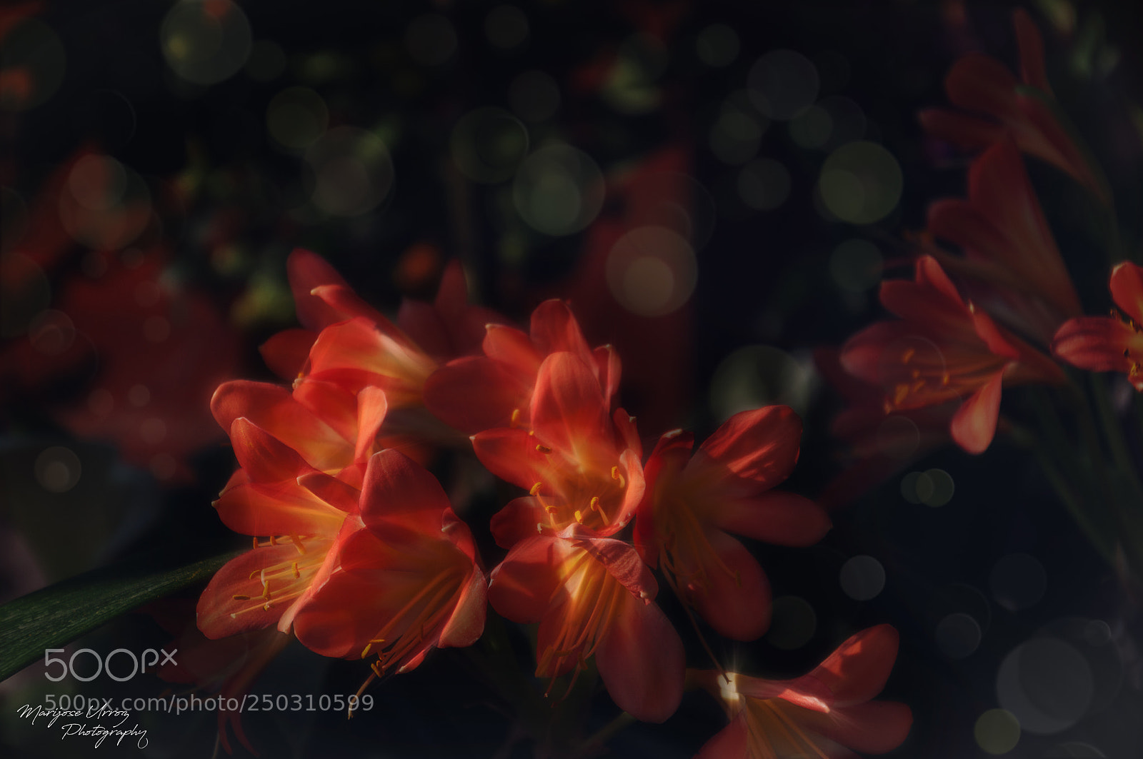 Nikon D300 sample photo. Orange flower photography