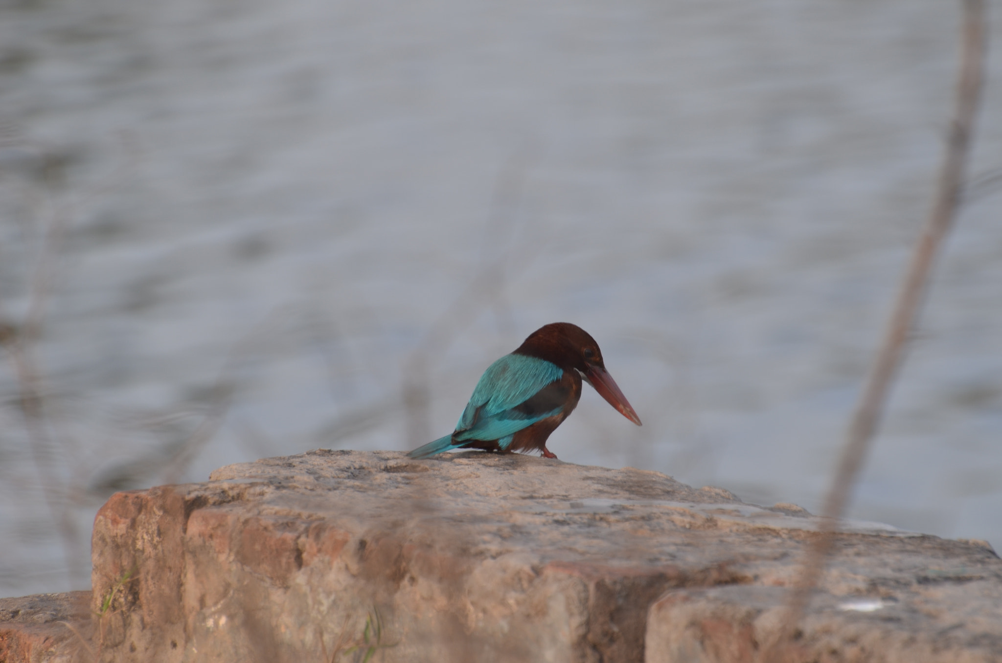 Nikon D5100 sample photo. Dsc white throated kingfisher photography