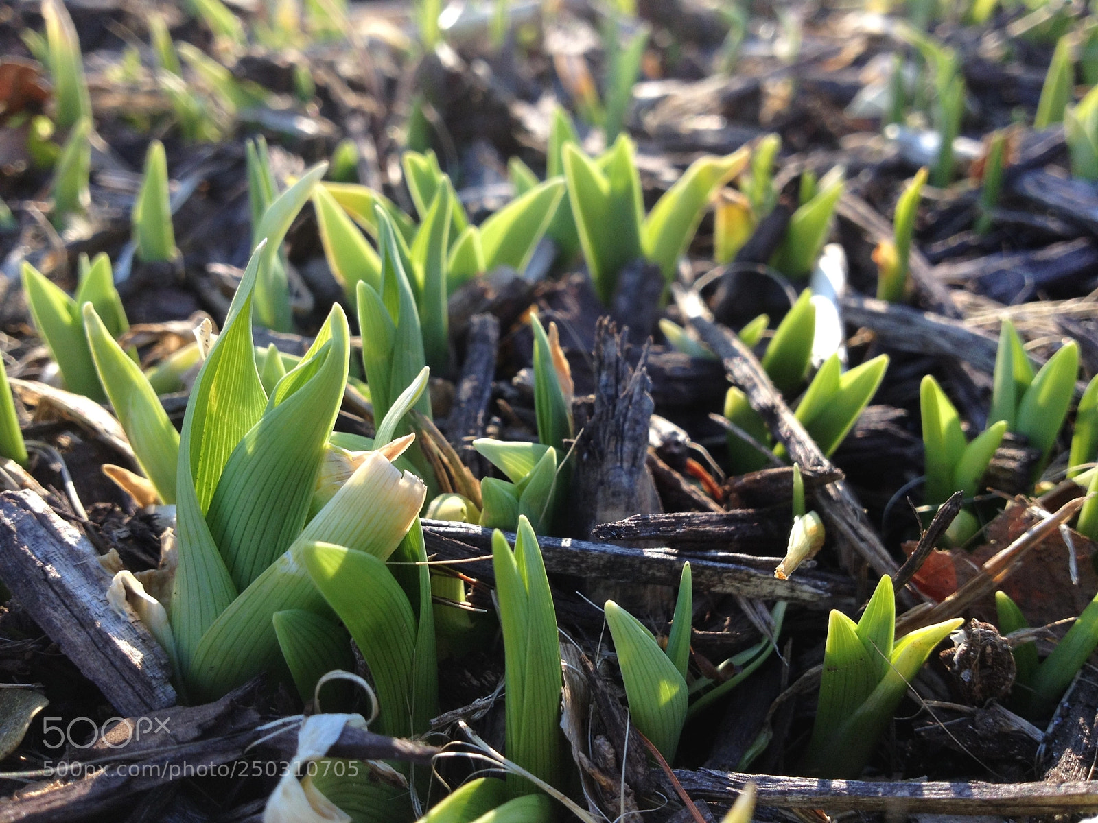Apple iPhone 4S sample photo. Spring forth photography
