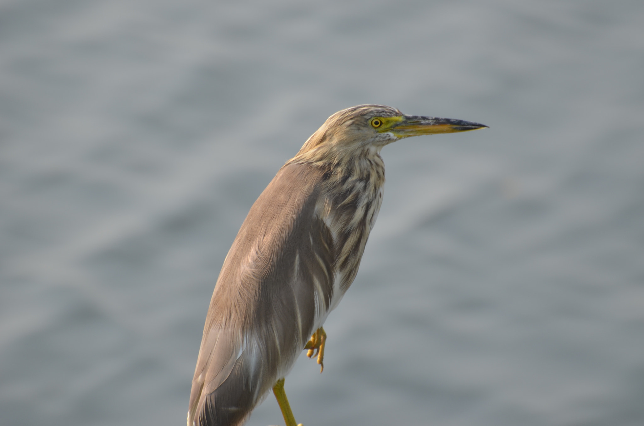 Nikon D5100 sample photo. Dsc indian pond heron photography
